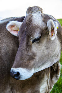 Close-up of a cow on monte altissimo near lake garda, trento, italy