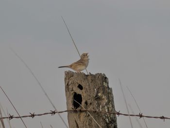 Low angle view of bird perching on wooden post