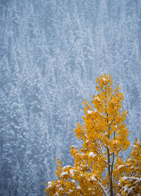 View of yellow flower tree in winter