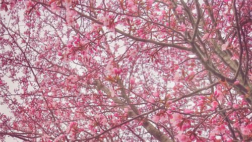 Low angle view of cherry blossom tree