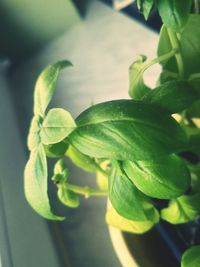 Close-up of fresh green plant