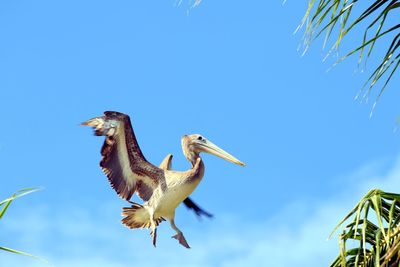 Low angle view of pelican flying against clear blue sky