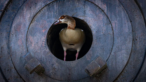 Close-up of bird