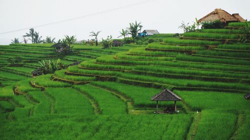Scenic view of rice field against sky