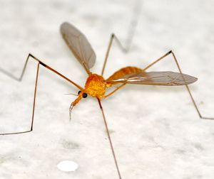 Close-up of insect