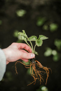 Cropped hand holding plant