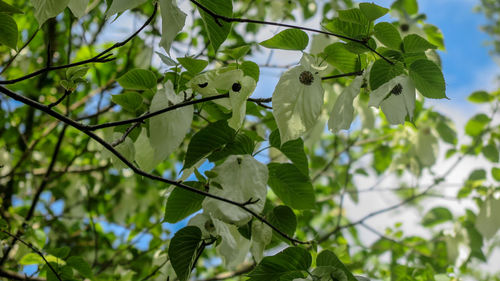 Low angle view of flowering plants on tree branch