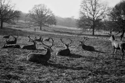 Deer on field against trees