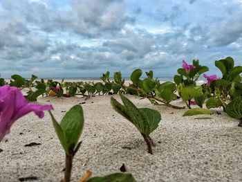 Close-up of pink flowers against sky