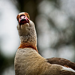 Egyptian goose 2