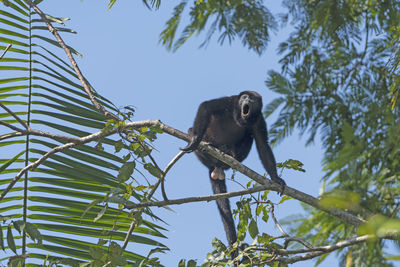 Male howler monkey howling in the trees in tortuguero national park in costa rica