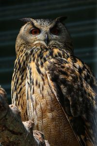 Close-up portrait of owl