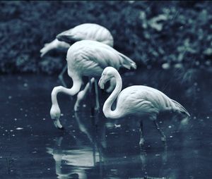 View of birds in lake