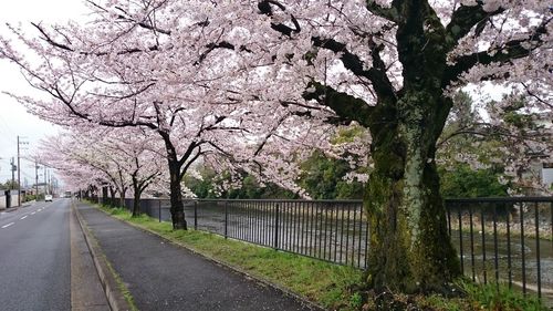 Empty road along trees