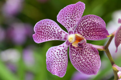 Close-up of purple orchid blooming outdoors