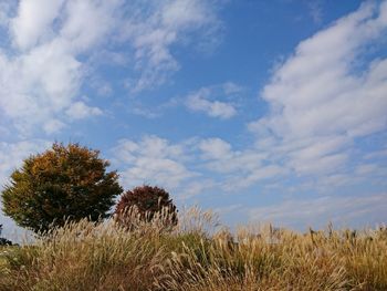 Trees against sky