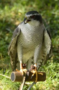 Close-up of bird perching on field