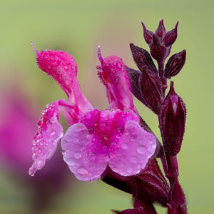 Close-up of wet purple flowering plant