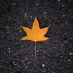 Close-up of yellow maple leaf