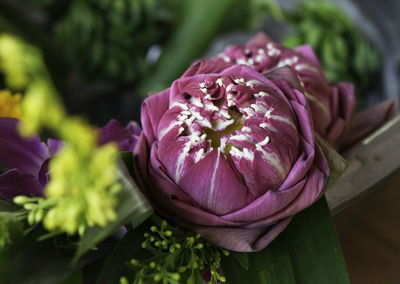 Close-up of pink rose flower