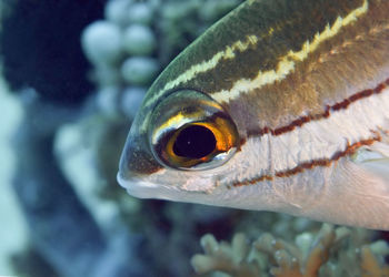 Close-up of fish swimming in sea