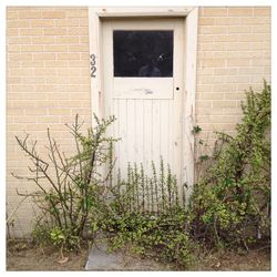 Plants growing in house