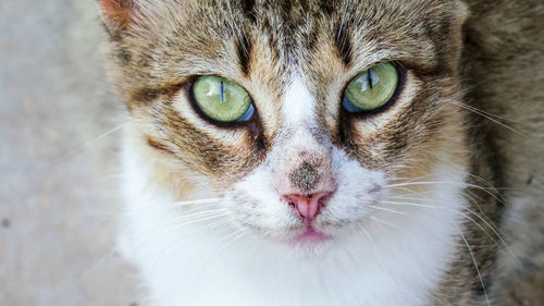 Close-up portrait of a cat