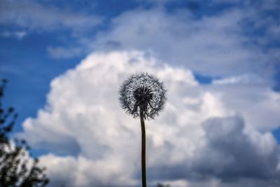 Low angle view of dandelion against sky