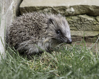 Close-up of an animal on grass