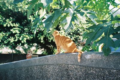 Cat on a tree