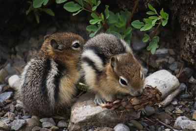 Close-up of squirrel on rock