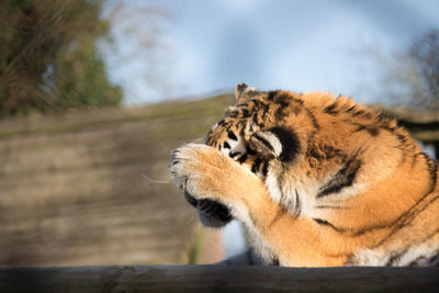 Close-up of tiger