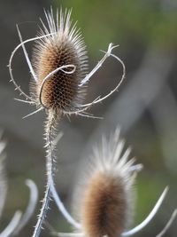 Close-up of dried plant