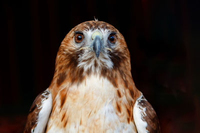 Close-up of eagle against blurred background