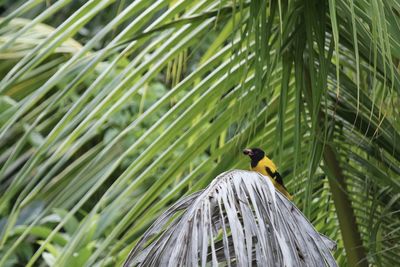 Bird perching on a palm tree