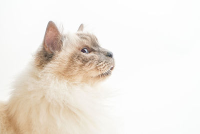 Close-up of a cat looking away