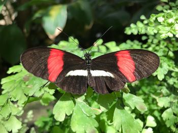 Close-up of butterfly on leaf