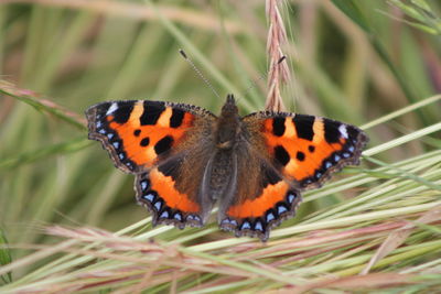 Close-up of butterfly perching on plant