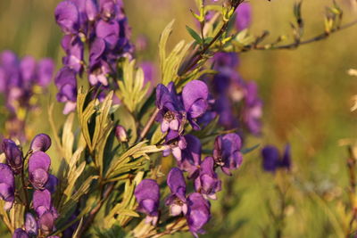 Close-up of purple flowering plants