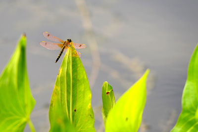 Close-up of insect on plant