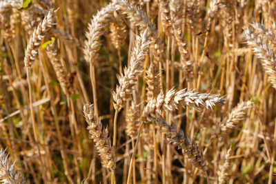 Close-up of stalks in field