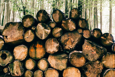 Stack of beech wood prepared for timber.