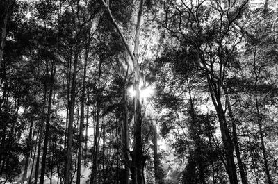 Low angle view of trees in forest