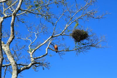 Low angle view of bird perching on tree