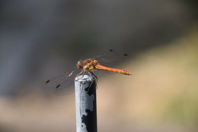 Close-up of dragonfly perching on wooden post