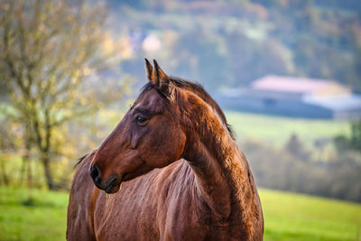 Horse standing on field