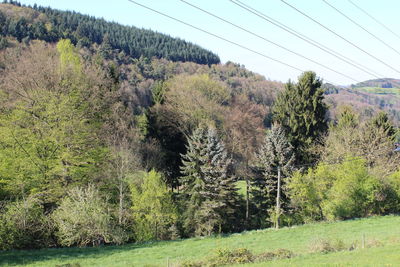 Trees in forest against clear sky