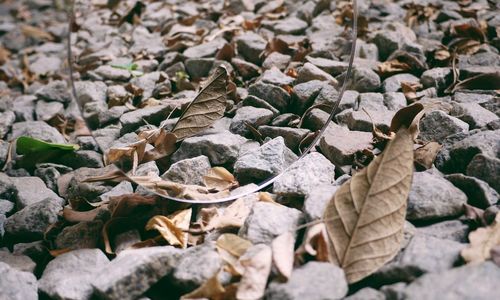 High angle view of leaves on rocks