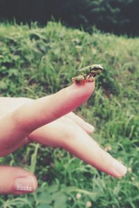 Close-up of cropped hand holding plant