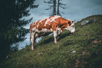 A cow enjoying life on a green hill in the bavarian alps 
